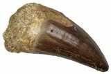 Fossil Prognathodontid Mosasaur Tooth - Morocco #345133-1